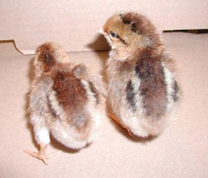 how to tell the sex of baby chicks